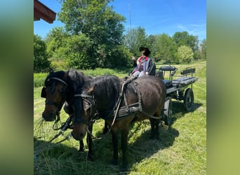 Más ponis/caballos pequeños, Caballo castrado, 8 años, 133 cm, Castaño oscuro