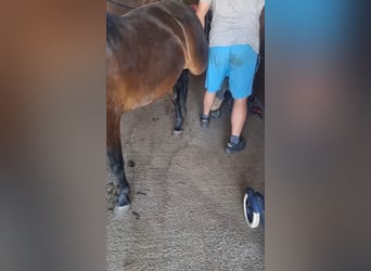 Más ponis/caballos pequeños, Caballo castrado, 8 años, 133 cm, Castaño oscuro
