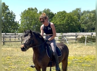 Más ponis/caballos pequeños, Caballo castrado, 8 años, 133 cm, Castaño oscuro