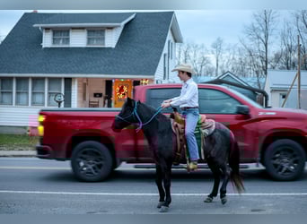 Más ponis/caballos pequeños, Caballo castrado, 8 años, 135 cm