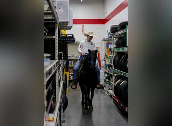 Más ponis/caballos pequeños, Caballo castrado, 8 años, 135 cm, Ruano azulado