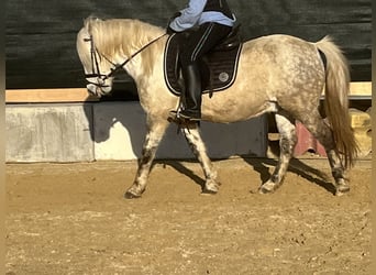 Más ponis/caballos pequeños, Caballo castrado, 8 años, 137 cm, Tordo