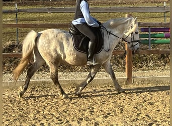 Más ponis/caballos pequeños, Caballo castrado, 8 años, 137 cm, Tordo