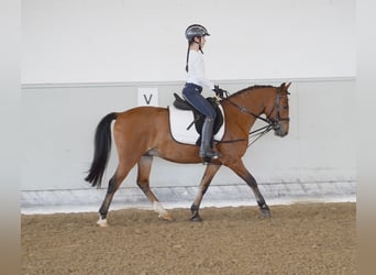 Más ponis/caballos pequeños Mestizo, Caballo castrado, 8 años, 138 cm, Castaño