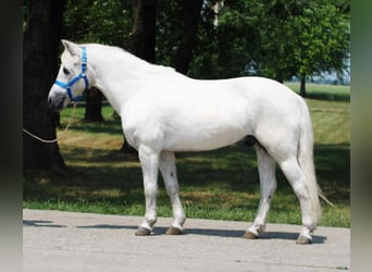 Más ponis/caballos pequeños, Caballo castrado, 8 años, 138 cm, Tordo