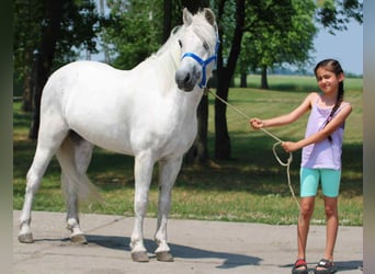 Más ponis/caballos pequeños, Caballo castrado, 8 años, 138 cm, Tordo