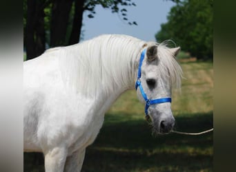 Más ponis/caballos pequeños, Caballo castrado, 8 años, 138 cm, Tordo