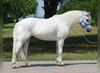 Más ponis/caballos pequeños, Caballo castrado, 8 años, 138 cm, Tordo
