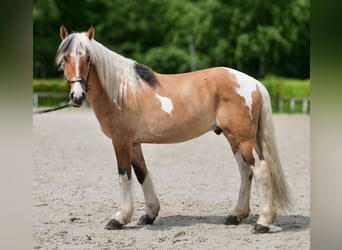 Más ponis/caballos pequeños, Caballo castrado, 8 años, 140 cm, Pío