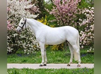 Más ponis/caballos pequeños, Caballo castrado, 8 años, 140 cm, Tordo