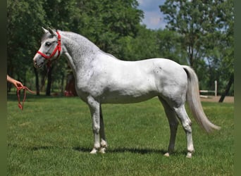Más ponis/caballos pequeños, Caballo castrado, 8 años, 143 cm, Tordo