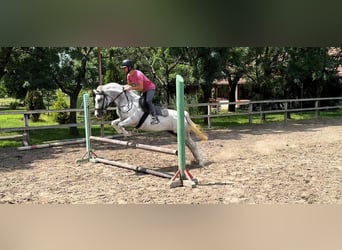 Más ponis/caballos pequeños, Caballo castrado, 8 años, 143 cm, Tordo