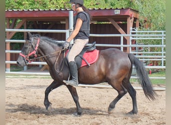 Más ponis/caballos pequeños, Caballo castrado, 8 años, 144 cm, Negro