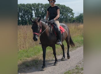 Más ponis/caballos pequeños, Caballo castrado, 8 años, 144 cm, Negro