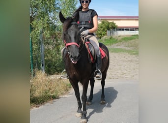 Más ponis/caballos pequeños, Caballo castrado, 8 años, 144 cm, Negro
