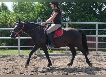 Más ponis/caballos pequeños, Caballo castrado, 8 años, 144 cm, Negro