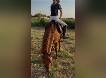 Más ponis/caballos pequeños, Caballo castrado, 8 años, 145 cm, Alazán