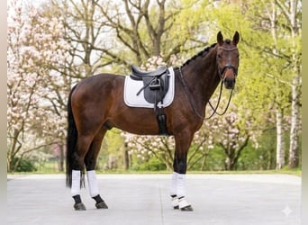 Más ponis/caballos pequeños, Caballo castrado, 8 años, 145 cm, Castaño