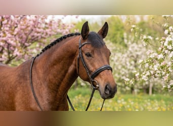 Más ponis/caballos pequeños, Caballo castrado, 8 años, 145 cm, Castaño
