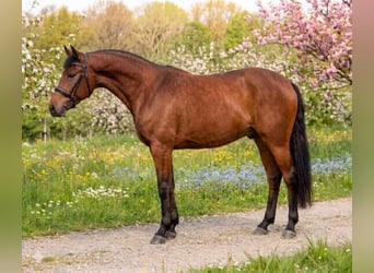 Más ponis/caballos pequeños, Caballo castrado, 8 años, 145 cm, Castaño