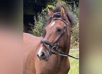 Más ponis/caballos pequeños, Caballo castrado, 8 años, 145 cm, Castaño