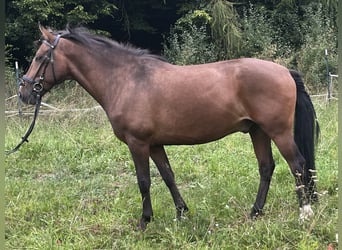 Más ponis/caballos pequeños, Caballo castrado, 8 años, 145 cm, Castaño
