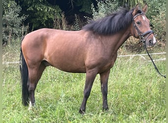 Más ponis/caballos pequeños, Caballo castrado, 8 años, 145 cm, Castaño