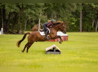 Más ponis/caballos pequeños, Caballo castrado, 8 años, 147 cm, Alazán rojizo