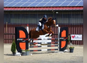 Más ponis/caballos pequeños, Caballo castrado, 8 años, 148 cm, Alazán