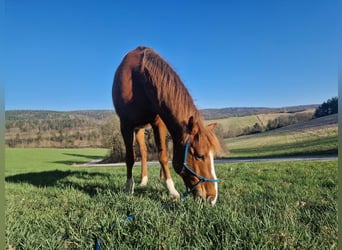 Más ponis/caballos pequeños, Caballo castrado, 8 años, 150 cm, Alazán