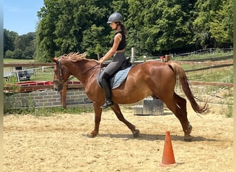 Más ponis/caballos pequeños, Caballo castrado, 8 años, 155 cm, Alazán