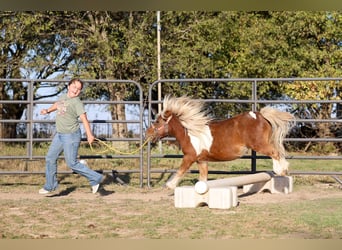Más ponis/caballos pequeños, Caballo castrado, 8 años, 86 cm, Pío