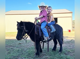 Más ponis/caballos pequeños, Caballo castrado, 8 años, 91 cm, Ruano azulado
