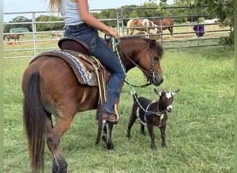 Más ponis/caballos pequeños, Caballo castrado, 8 años, 97 cm, Castaño rojizo