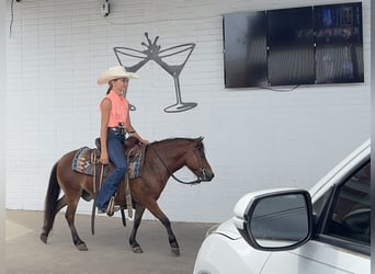 Más ponis/caballos pequeños, Caballo castrado, 8 años, 97 cm, Castaño rojizo