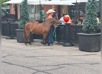 Más ponis/caballos pequeños, Caballo castrado, 8 años, 97 cm, Castaño rojizo