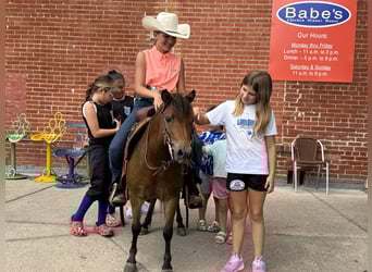 Más ponis/caballos pequeños, Caballo castrado, 8 años, 97 cm, Castaño rojizo