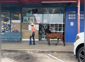 Más ponis/caballos pequeños, Caballo castrado, 8 años, 97 cm, Castaño rojizo