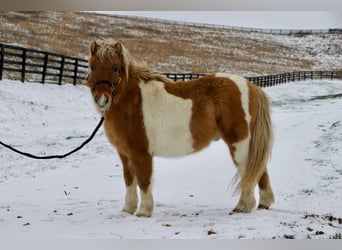 Más ponis/caballos pequeños, Caballo castrado, 8 años, 99 cm, Castaño