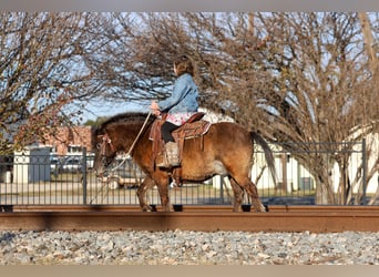 Más ponis/caballos pequeños, Caballo castrado, 9 años, 107 cm, Castaño rojizo