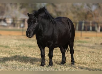 Más ponis/caballos pequeños, Caballo castrado, 9 años, 109 cm, Negro