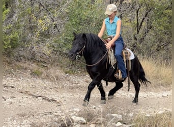 Más ponis/caballos pequeños, Caballo castrado, 9 años, 109 cm, Negro