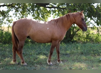 Más ponis/caballos pequeños, Caballo castrado, 9 años, 119 cm, Red Dun/Cervuno