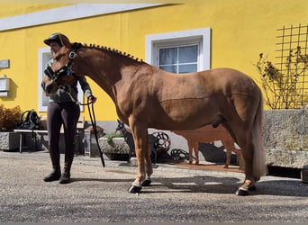 Más ponis/caballos pequeños, Caballo castrado, 9 años, 135 cm, Alazán