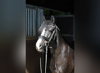 Más ponis/caballos pequeños, Caballo castrado, 9 años, 135 cm, Pío
