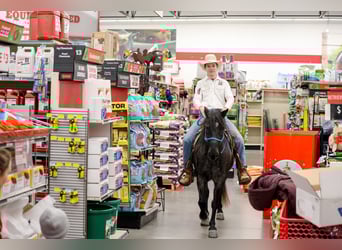 Más ponis/caballos pequeños, Caballo castrado, 9 años, 135 cm, Ruano azulado