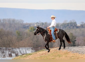 Más ponis/caballos pequeños, Caballo castrado, 9 años, 135 cm, Ruano azulado