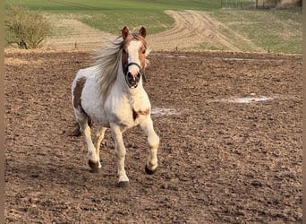 Más ponis/caballos pequeños Mestizo, Caballo castrado, 9 años, 138 cm, Pío