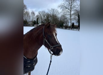 Más ponis/caballos pequeños, Caballo castrado, 9 años, 140 cm, Alazán-tostado