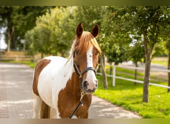 Más ponis/caballos pequeños, Caballo castrado, 9 años, 145 cm, Pío